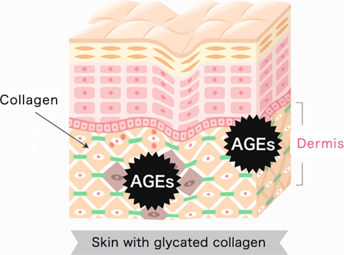 Skin with glycated collagen
