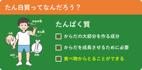 たん白質ってなんだろう？