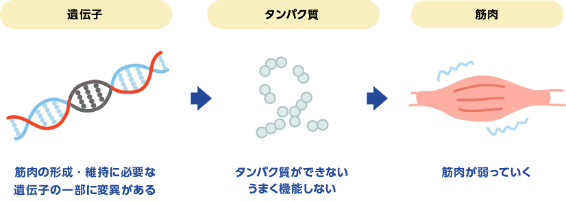 遺伝子に変異がある