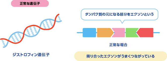 正常な遺伝子