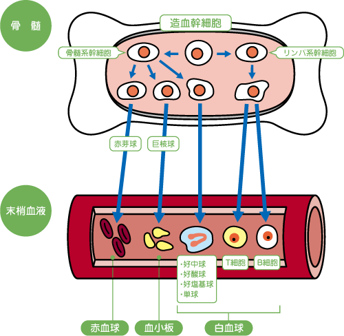 血液細胞のできるしくみ