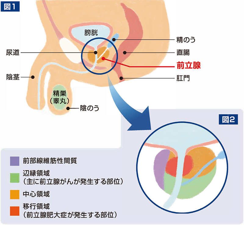 前立腺の位置