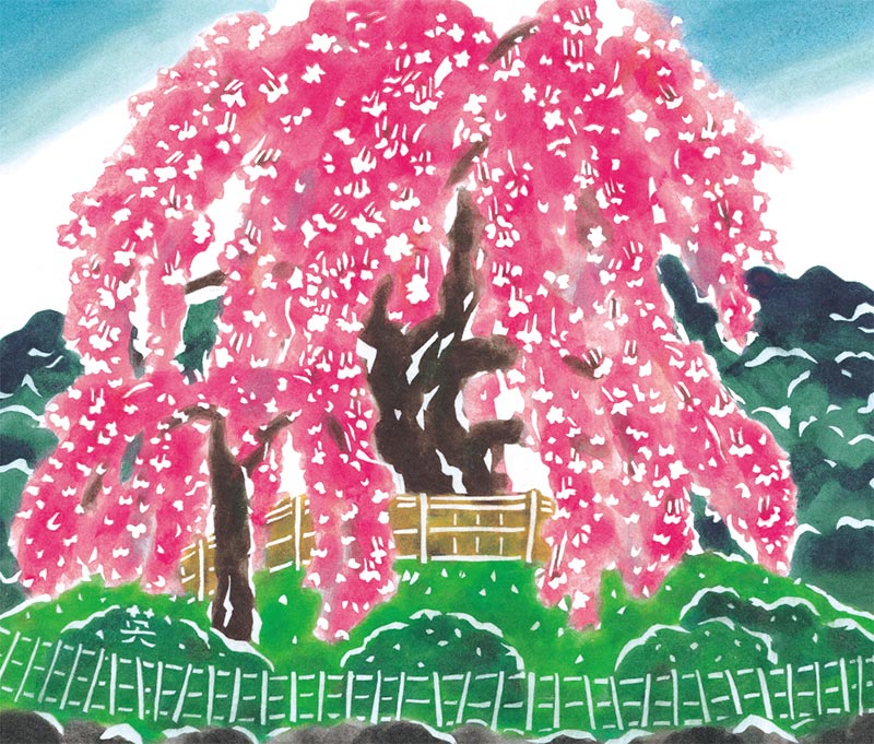 円山 祇園桜