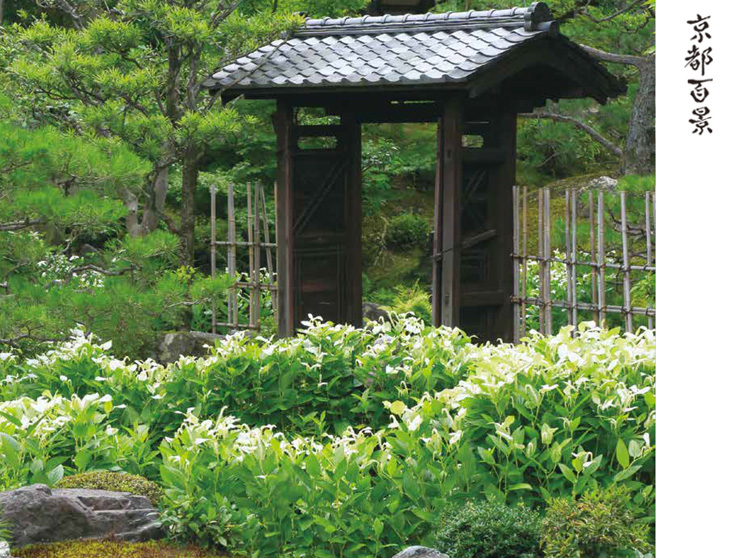 京都百景　両足院のハンゲショウ