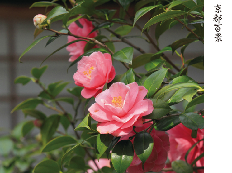 京都百景　地蔵院の五色八重散椿