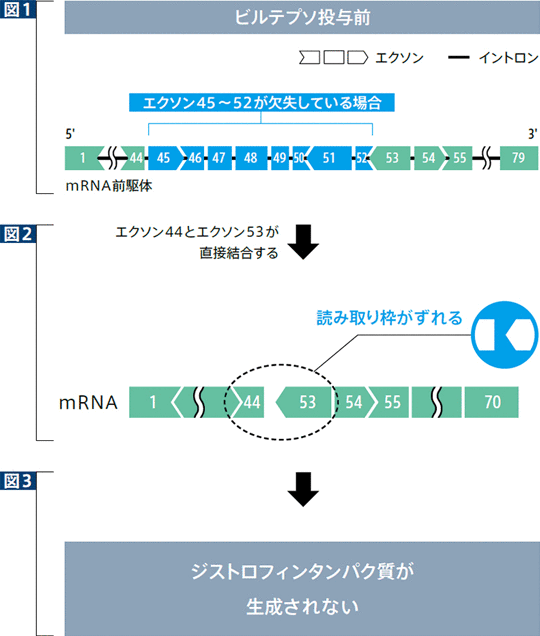 エクソンスキップ作用のイメージ図